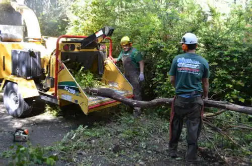 tree services Canal Point